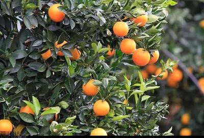 حال خوش باغداران؛ از رونق بازار تا ورود به بازارهای جهانی