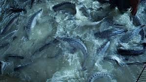  افتتاح بزرگ‌ترین واحد تولید ماهیان خاویاری کهگیلویه و بویراحمد در دهه فجر/ دنا قطب جدید تولید طلای سیاه