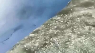  آبشار معروف نیاگارا در حال یخ زدن است