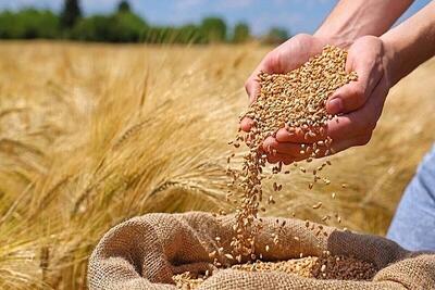  سایه سنگین گندم ۴۰ هزار تومانی بر سر نان/ تاوان سنگین بی‌تصمیمی در وزارت جهاد کشاورزی