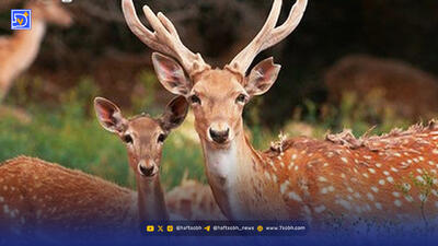  ورود سرزده یک گوزن به داخل بانک!