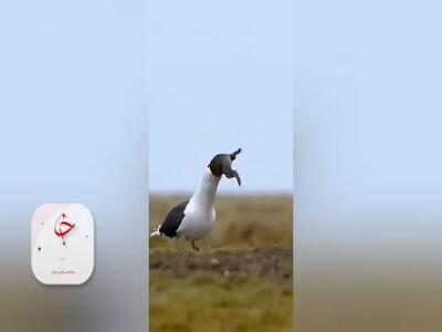  لحظه بلعیدن خرگوش توسط مرغ دریایی پشت سیاه!