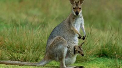  ًُ کانگورو  مهمان ناخوانده در مسابقات دوچرخه‌سواری استرالیا