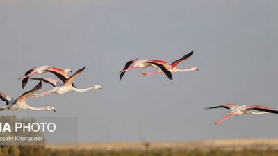  فلامینگوها میهمان آب‌های گرم خلیج فارس