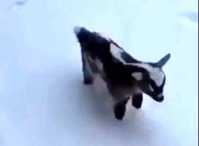 شادی خالص یک بزغاله در دل برف