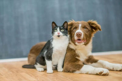  آموزش و تربیت حیوانات خانگی