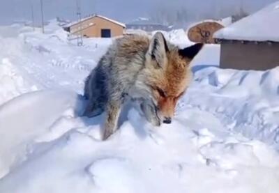 خشک شدن ایستاده یک روباه بر اثر سرما