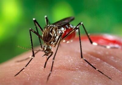  تعداد مبتلایان تب دنگی در یزد به دو نفر رسید