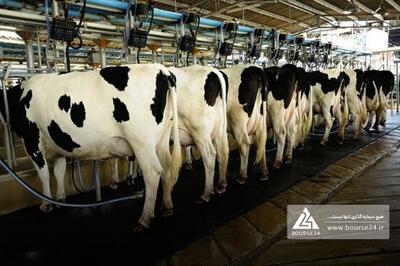 «زفکا»: قیمت پایه شیر خام با چربی ۳.۲ درصد 456 هزار ریال اعلام شد