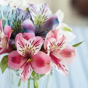  با زبان گل ها بیشتر آشنا شویم: نماد و معنی انواع گل ها