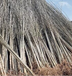  آغاز فروش نهال صنوبر یارانه ای جهاد کشاورزی، ارسال رایگان به کل ایران فرصت محدود عجله کنید برای ثبت سفارش