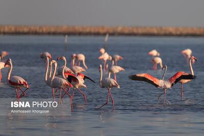 تصاویر: فلامینگوها میهمان آب‌های گرم خلیج فارس