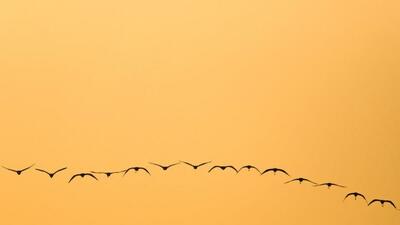  گزارش تصویری/ فلامینگوها میهمان آب‌های گرم خلیج فارس