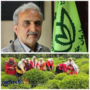 تاکنون بالغ بر یک‌هزار و ۹۸۶ میلیارد تومان از مجموع ۲ هزار و ۸۲ میلیارد تومان بهای چای خریداری شده پرداخت شده که معادل ۹۵.۳ درصد از کل مطالبات است.