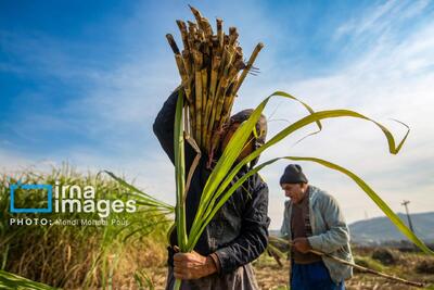  برداشت نیشکر از مزارع استان مازندران