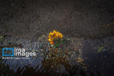  گل‌هایی که پرپر شدند