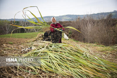  ریکنده  مهد نیشکر مازندران