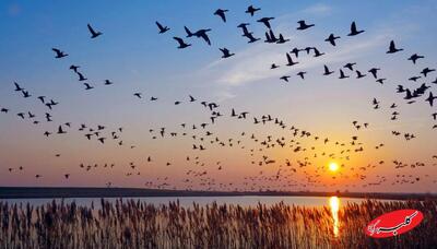  ببینید | مشاهده پرنده کمیاب در گیلان - کلبه سرگرمی