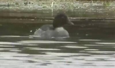 فیلم/ مشاهده پرنده کمیاب در گیلان