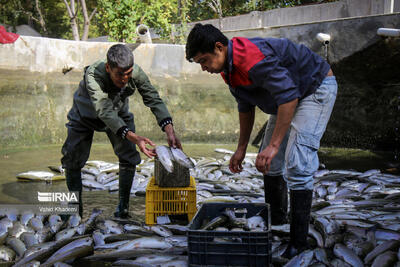 کاهش ۳۰ درصدی تولید ماهی در خراسان شمالی