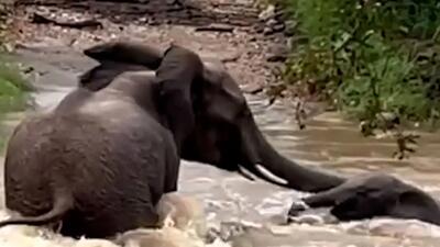  فیلم نجات بچه فیل از سیل توسط مادرش