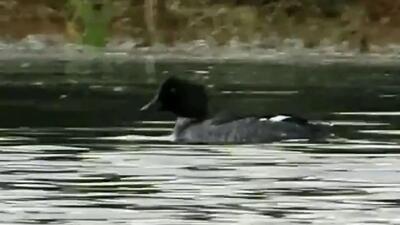  فیلم مشاهده یک پرنده کمیاب در گیلان