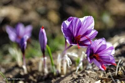  معامله ۱۰۷ کیلوگرم زعفران نگین در بازار آتی بورس کالا