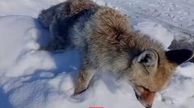 یخ زدن ایستاده یک روباه بر اثر سرما