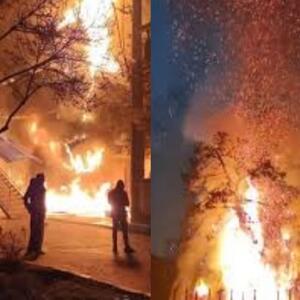 درختانی که در آتش اغتشاشات سوختند