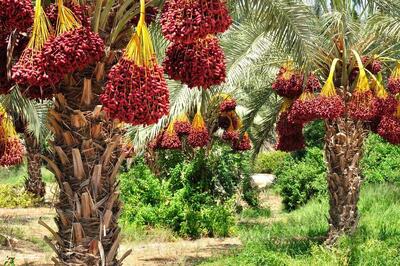 صادرات ۱۳ هزار تن خرما از بندر خرمشهر