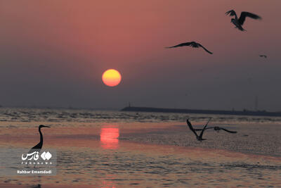 خلیج فارس پاره تن ایران