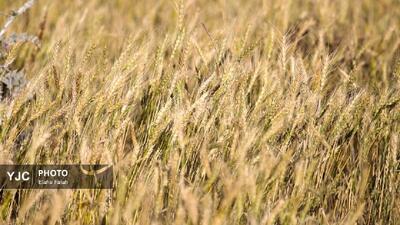 تغییر در آیین‌نامه‌ها و مقررات کشت قراردادی در پی سیاست‌های جدید ارزی