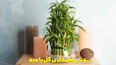  روش نگهداری گل بامبو در آب و در خاک + گل بامبو واقعا ثروت میاره؟