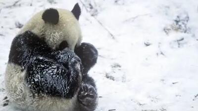  بازی پانداها در باغ‌وحش