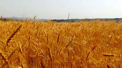 گندمکاران بخوانند؛ تعیین قیمت جدید گندم
