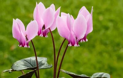  نگون سار ایرانی، شکوفه هایی که از دل برف بیرون می آیند