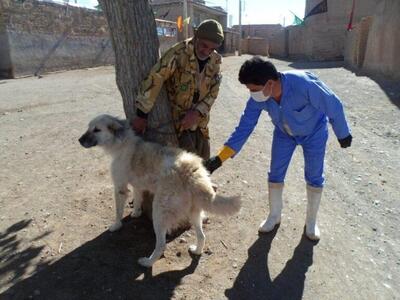  واکسیناسیون بیش از 3 هزار قلاده سگ صاحبدار در اندیکا