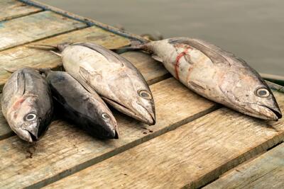 ماهی های ممنوعه / کدام ماهی ها را نباید بخوریم؟