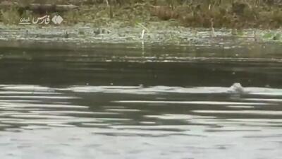  این پرنده کمیاب در گیلان دیده شد + فیلم