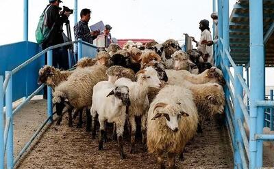 قیمت جدید دام زنده امروز ۹ بهمن ۱۴۰۴+ جدول