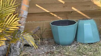  با استفاده از دید 4K خود، مارمولک پنهان شده در باغچه حیاط خلوت را تشخیص دهید!