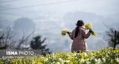 برداشت گل نرگس در ساری +تصاویر | جهان نیوز
