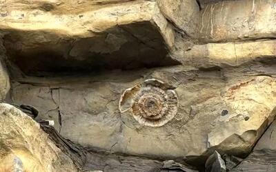 مناطق فسیلی ایران را بشناسید