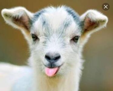 ببینید | شادی خالص یک بزغاله در دل برف