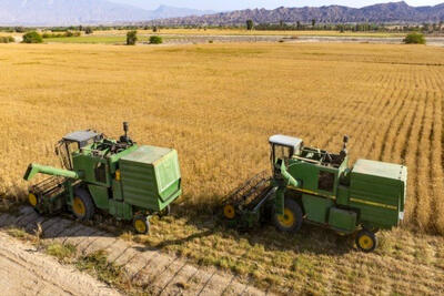 قیمت جدید گندم تا هفته آینده اعلام می‌شود