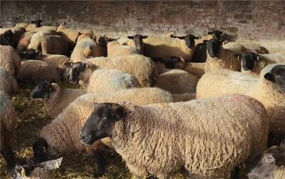 قیمت جدید دام زنده امروز پنجشنبه ۹ بهمن ۱۴۰۴/ گوسفند چند شد؟