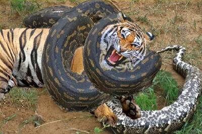  نبرد حیات وحش/روح شاهرخ خان تو پلنگ دمیده برای نجات جون بچش مارو فیتیله پیچ میکنه