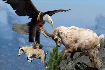  مستند حیات وحش؛ جاذبه سلاح بزکوهی است برای جستن اما نه در مقابل عقاب