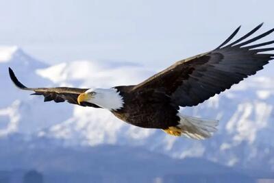  مستند حیات وحش؛ با عقاب همسفر شو و پرواز کن و از فراز بالهای عقاب زمین رو تماشا کن