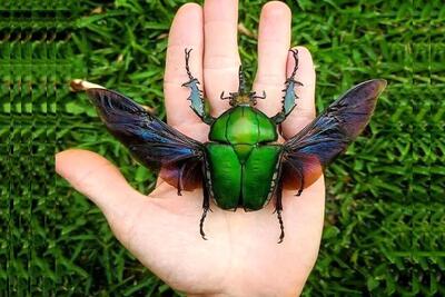  مستند حیات وحش؛ سوسک بمب افکن از جنگنده‌های امریکایی هم خطرناکتره